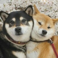 Profile picture of ponyokaruuu