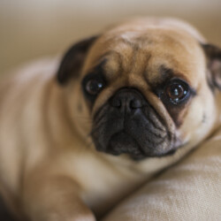 pug-laying-down-indoors-looking-sad