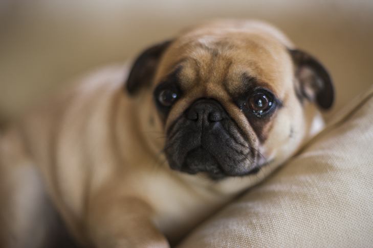 pug-laying-down-indoors-looking-sad